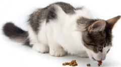 Pogosto zastavljena vprašanja o mačkah