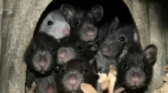 Kaj ne marajo in se bojijo podgane in miši?