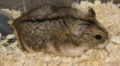 Kateri glodalci so bolni?