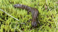 Kaj je zanimivo za sibirski kotiček?