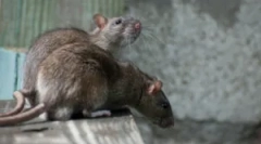 Katere podgane se razlikujejo od miši?