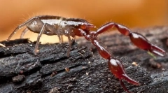 Kot fanscorponi se razlikujejo od škorpijonov?