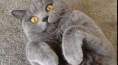 Kaj je nevarni toksoplazmatski mikroorganizem za človeka?