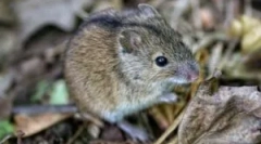 Kot nevarno za človekovo miško?