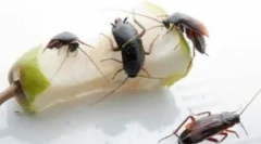 Kaj so nevarne in škodljive ščurke?