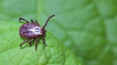 Kot nevarne klešče?