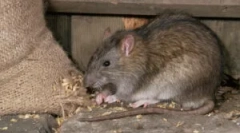 Kot nevarne podgane za človeka?