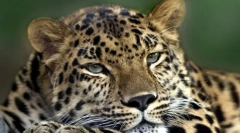 Kakšna je razlika med videzom dvosmernih simetričnih živali od živali z radialno simetrijo telesa?