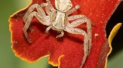 Kateri pajki se razlikujejo od žuželk?