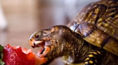Kaj hrani želve?