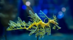 Kot omerjeni morski zmaj?