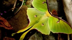 Kot samci pavlin-oči se razlikujejo od samic?