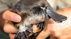 Kot neverjetno v smeri urinega kazalca?