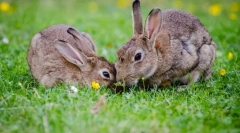 Kot hare se razlikuje od njegovega kunca?