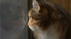 Kaj delajo mačke, ko ostanejo doma?