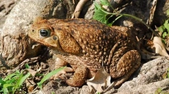 Kot slavni toad yeah?