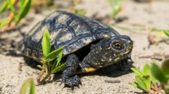 Turtle marsh european