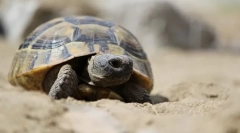 Sredozemska želva