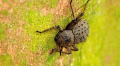 Blackwood otok fregate