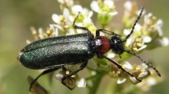 Chernhotels in tečaji