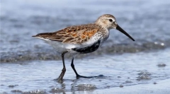 Chernoobik (baltski subspecies)