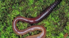 Worms