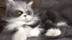 Cat cabs: vrste in namen