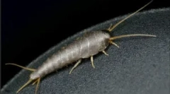 Scappy: kdo je in kaj je nevarno