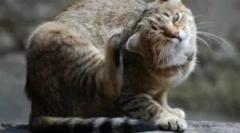 Klopi in kamniki klopi