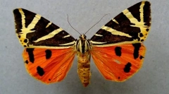 Štiri obrtni medved