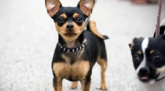 Chihuahua - najbolj starodavna pasma psov