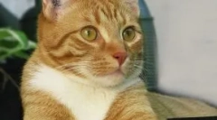 Cat chipping: ali potrebujete hišnega postopka