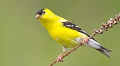 Chizh - najbolj prijazna ptica med pevci (fotografija)