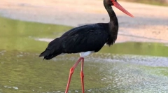 Black stork