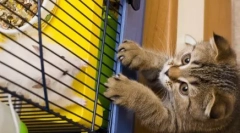 Katere mačke delajo, ko nismo doma: top 10 priljubljenih razredov