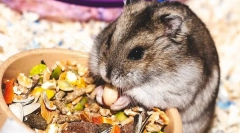 Kaj jedo jungarian hrčki