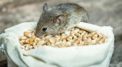 Kakšne miši jedo v naravi in doma