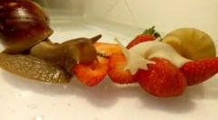 Kaj polži jedo, ko držimo svoj dom?