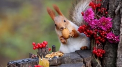 Kaj poje veverico v naravi in doma