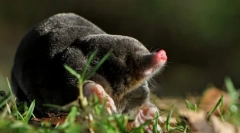 Ta mol dela pod zemljo?