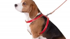 Kaj je bolje za psa - trenerja ali ovratnik