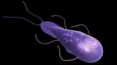 Kaj zastopati lamblias