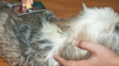 Kaj vodi do oblikovanja chatunins in kako se spopasti z njimi?