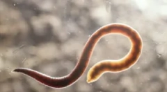 Kakšni so jambori in njihovo zdravljenje