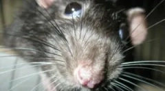 Kaj je derastitucija in njegove faze