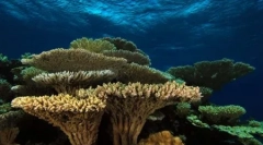 Kaj je koralni grebeni? (9 fotografij)