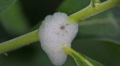 Kaj so cicks iz slive?