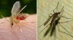 Kaj je komar in njegova razlika od komarja