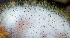 Kaj je mucor in njegove značilnosti