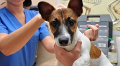 Kaj je cepljenje psov in zakaj je potrebno?